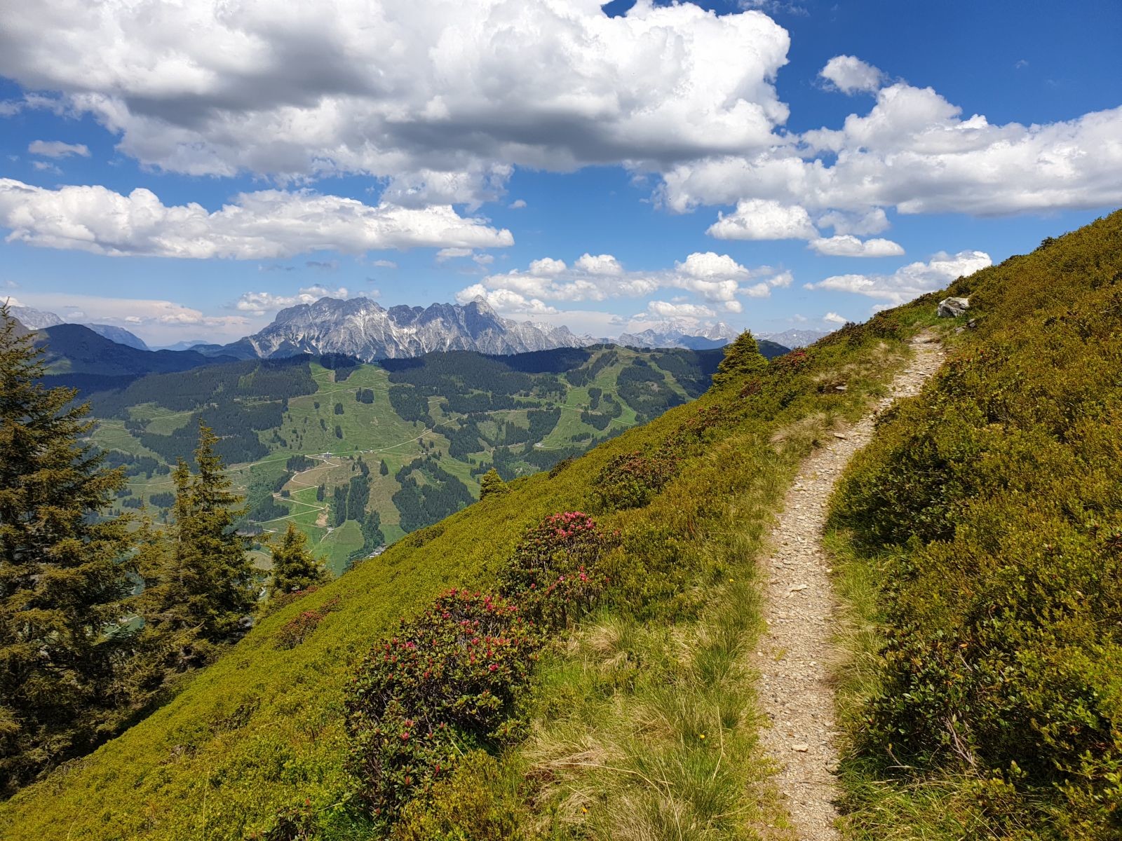 Und dann wieder dieser malerische Blick über den Kohlmais hinweg zu den Steinbergen mit den blühenden Alpenrosen!