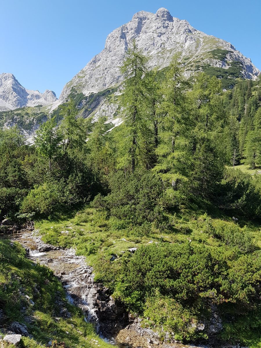 Ein kleiner Gebirgsbach mit ein paar Lärchen