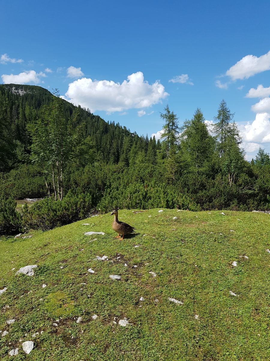Mit der Ente am Seeufer beende ich diesen Bericht. Es war schon spät (15.15 Uhr) und wir machten uns dann auf den Rückweg zur Ehrwalder Almbahn, wo wir, glaube ich, gegen 16.30 Uhr die Talfahrt antraten. Mann war das ein toller Tag!