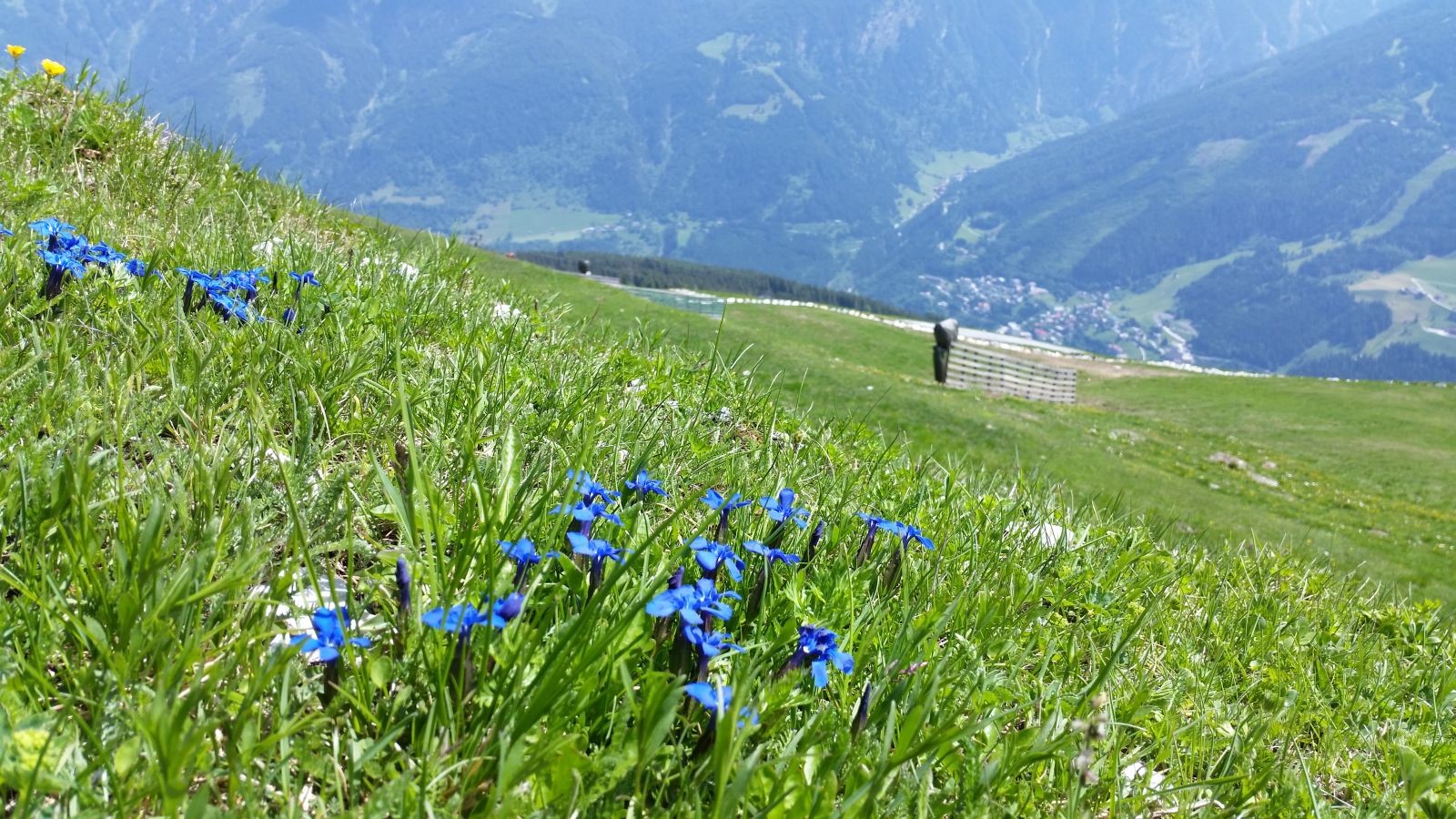 Ich glaube, das ist auch eine Art Enzian. Im Tal sieht man Bad Gastein.