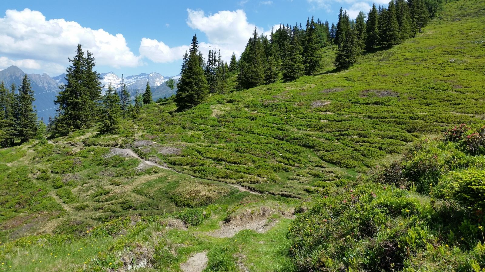 Kurzer Sprung. Kurz nach der Einkehr an der Stubneralm queren wir hier die Naturschneepiste am Burgstalllift. Diese Pflanzenwelt auf einer Abfahrt ist beeindruckend, da braucht es viel Schnee! An manchen Stellen kann man aber Präparierungsspuren erahnen.