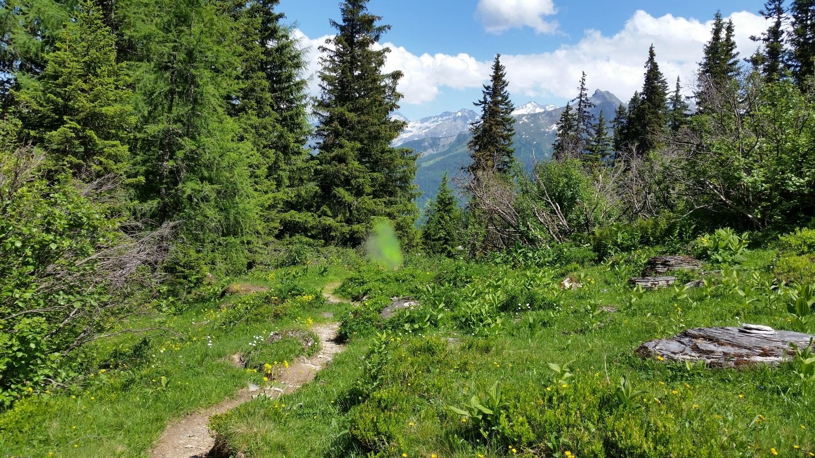 Jetzt wird es nochmal schön! Der Pfad schlängelt sich gemütlich und einsam durch den lichten Wald.
