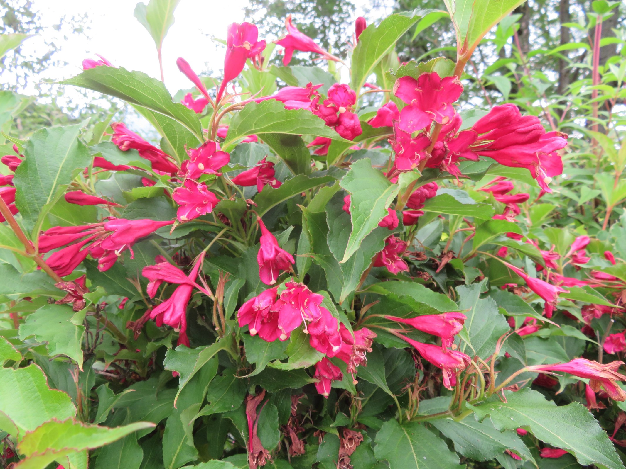 Diese Pflanze haben wir auf dem Weg zum Guggenbichl entdeckt. Kann die einer benennen? Ist hier vielleicht ein Botaniker unter uns? Von den Blüten her, sieht er ein bisschen wie ein Oleander aus., aber die Blätter sind nicht identisch...
