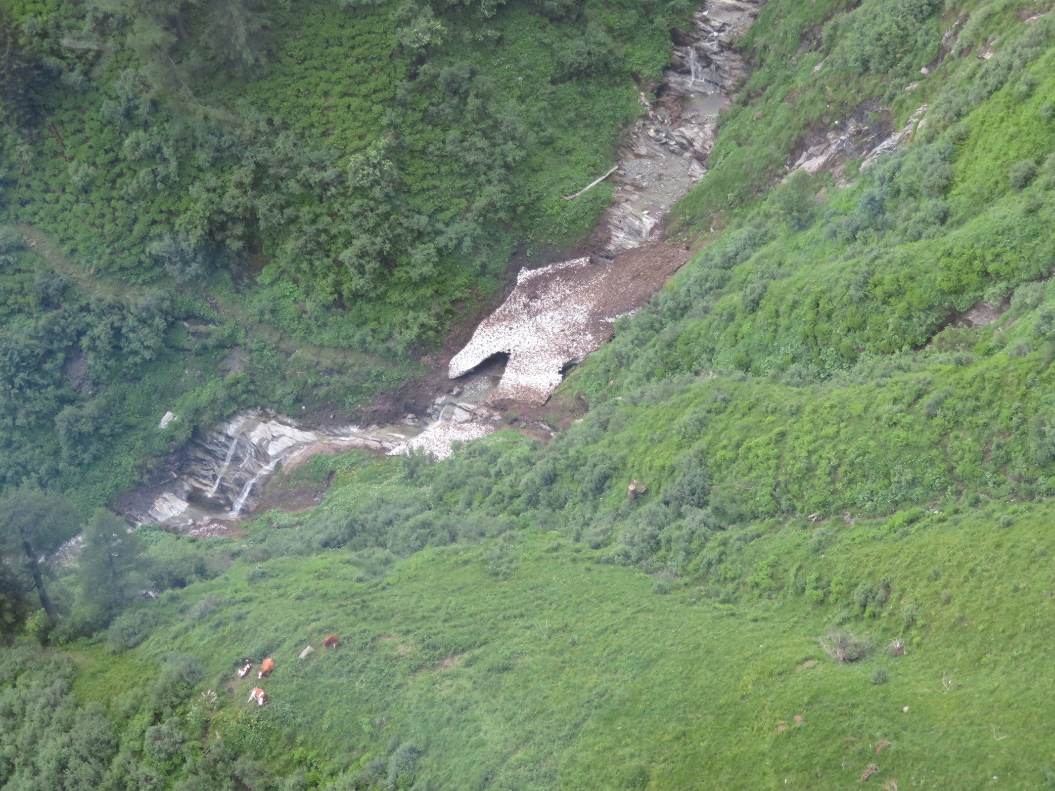 Blick aus selbiger auf Schneereste und Kühe.