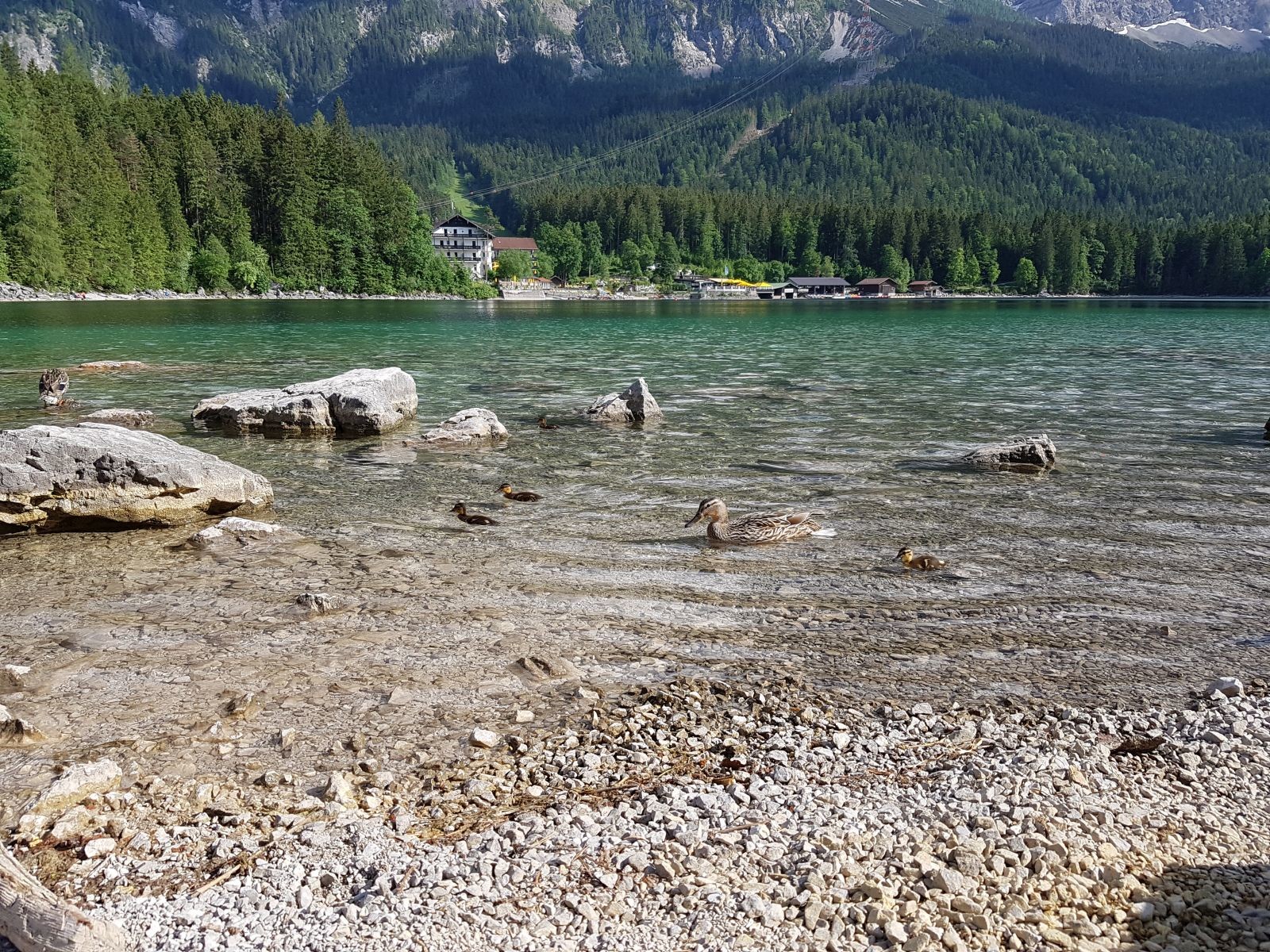 Eine Entenfamilie :-)