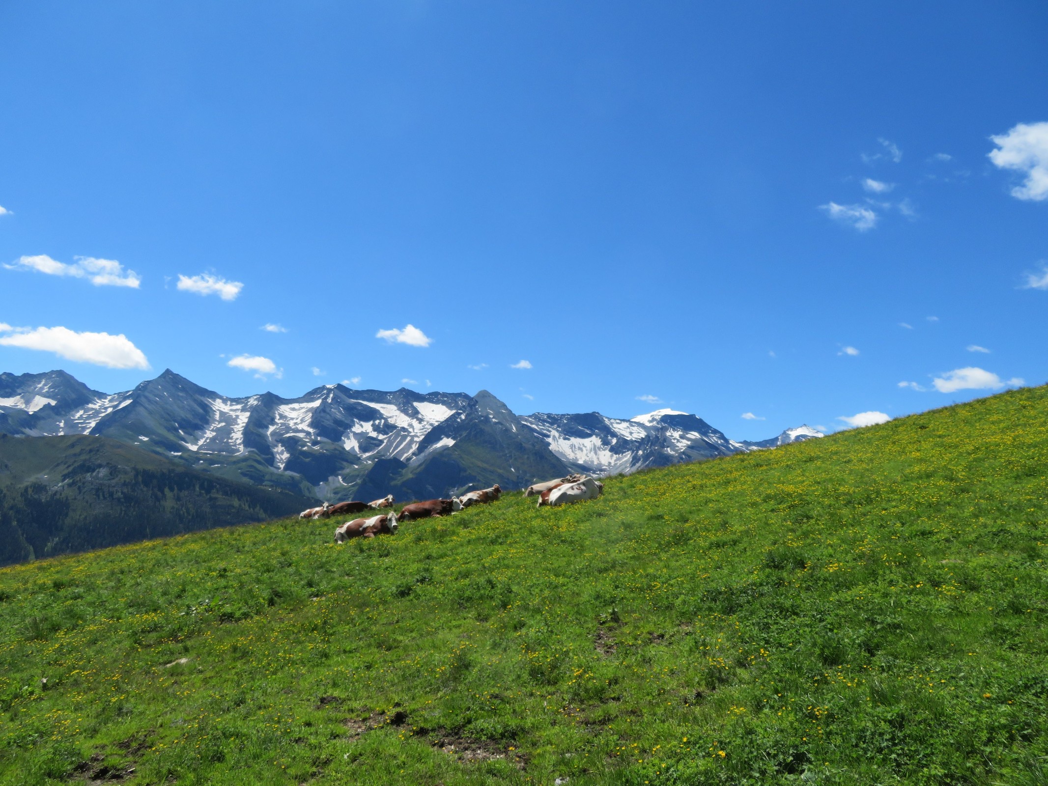 In Richtung Hintertux liegen Kühe in schöner Stimmung auf der Wiese.