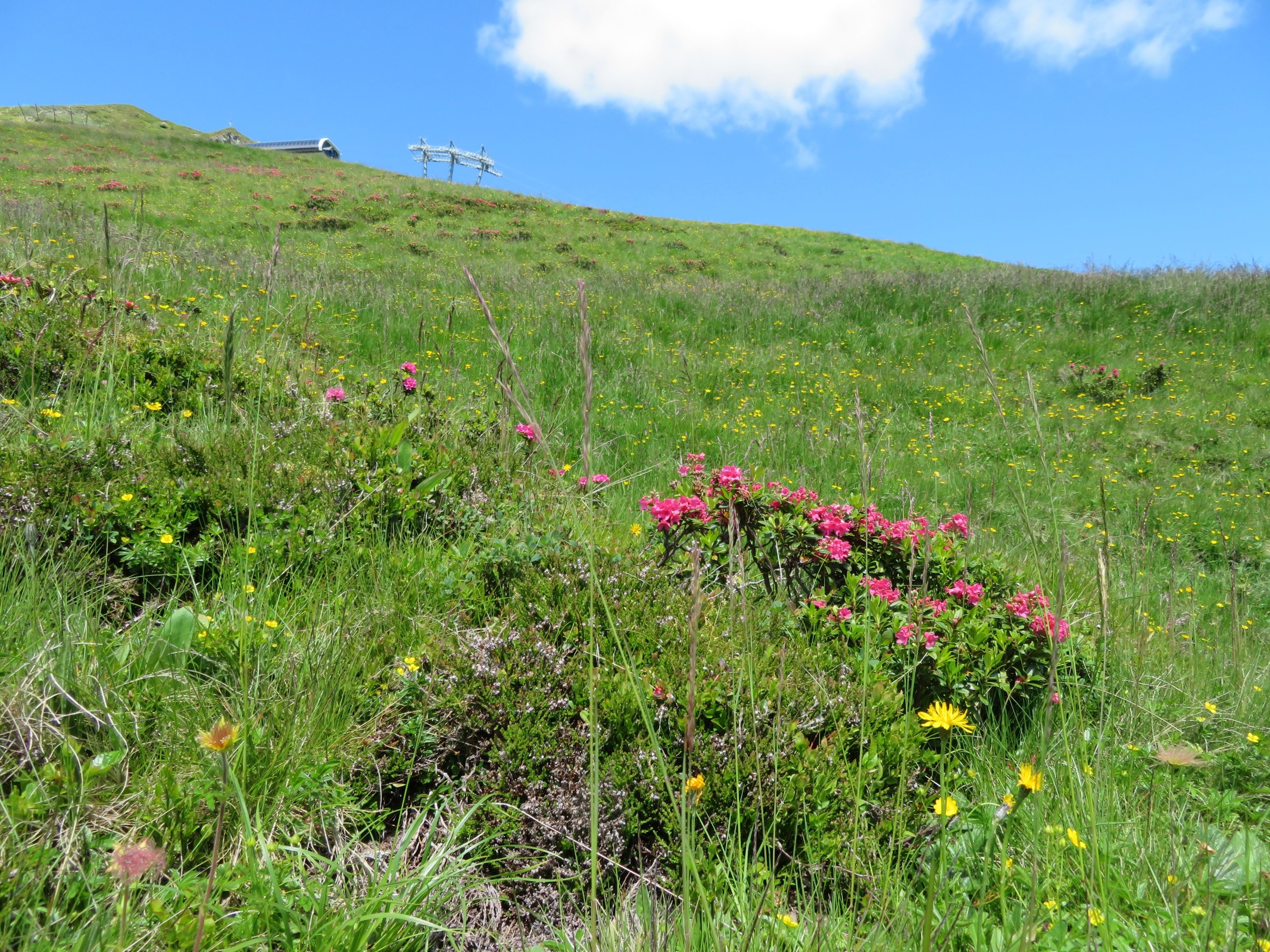 Oben sieht man die Bergstation der 6er-Sesselbahn Eggalm Nord. Dort wollen wir hin und dann weiter zum Beilspitzlift. Hier sehen wir die Vegetation am Wegesrand.