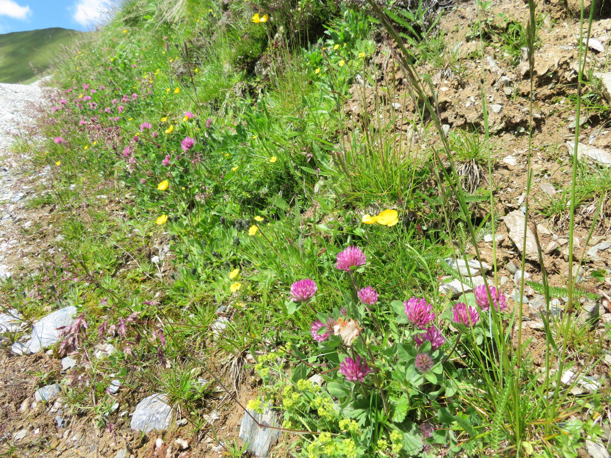 Vegetation am Wegesrand.