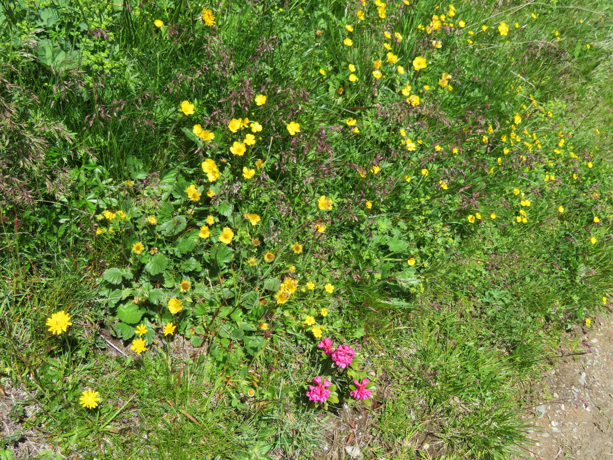 Blumen am Wegesrand.