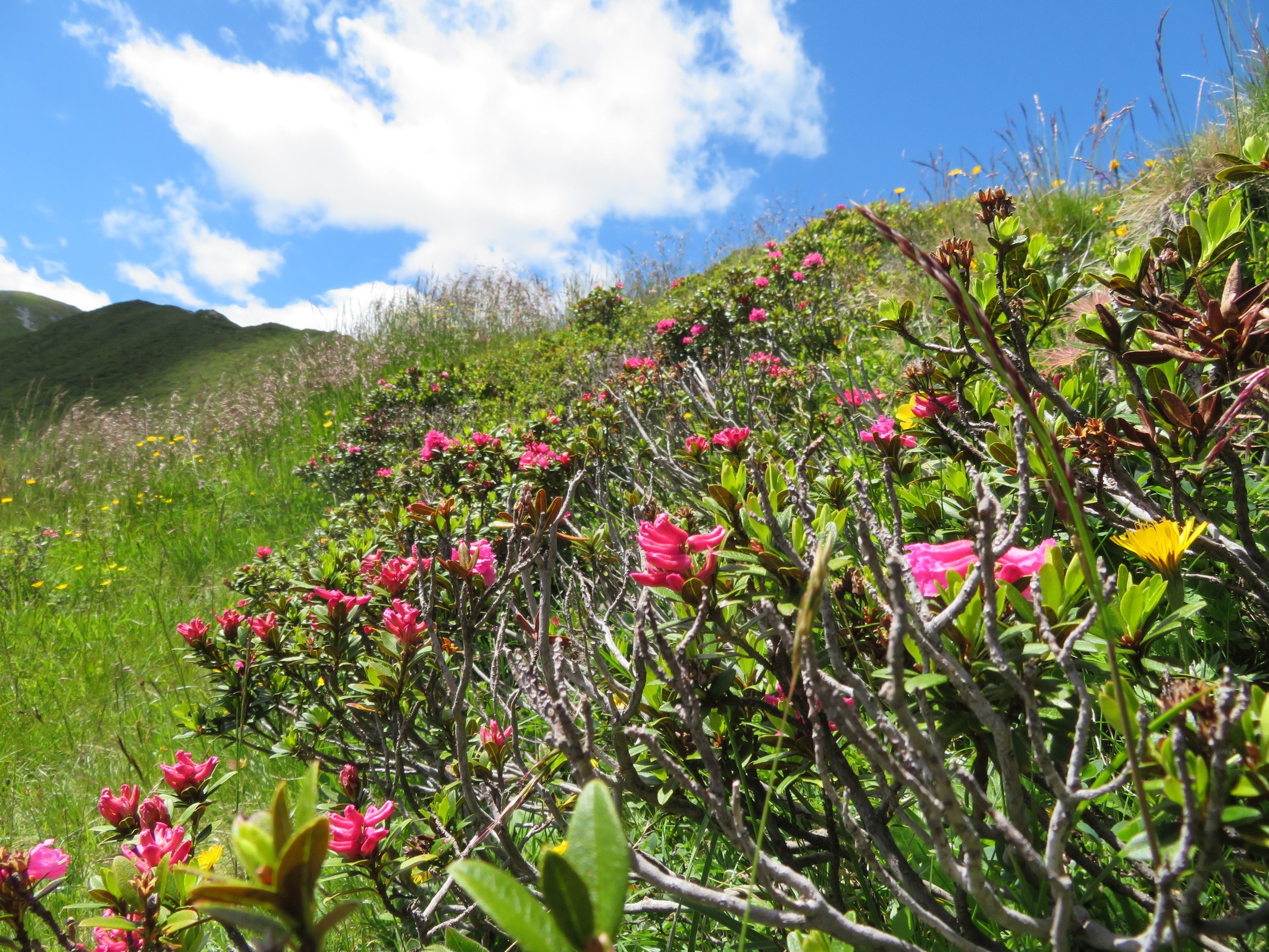 Blumen am Wegesrand.