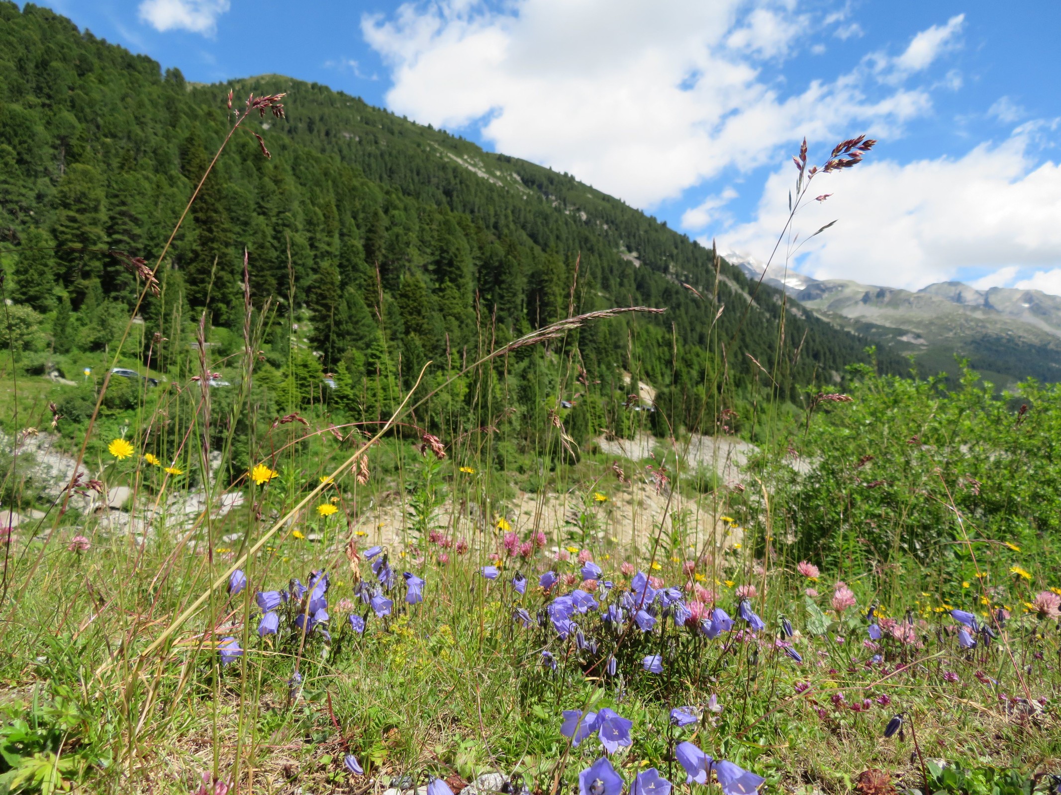 Vegetation am Wegesrand.