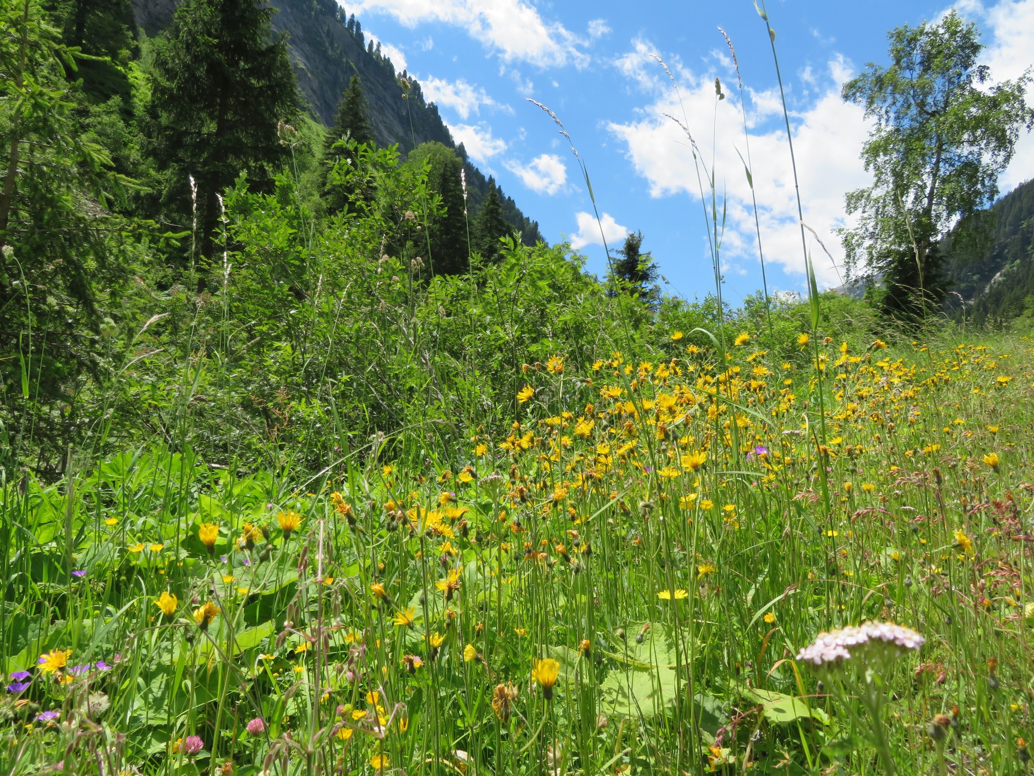 In Anbetracht der Wartezeit verließ ich noch kurz das Auto und machte schnell noch ein paar Fotos. Hier sieht man - mal wieder - die artenreiche, schöne Vegetation in den Bergen.