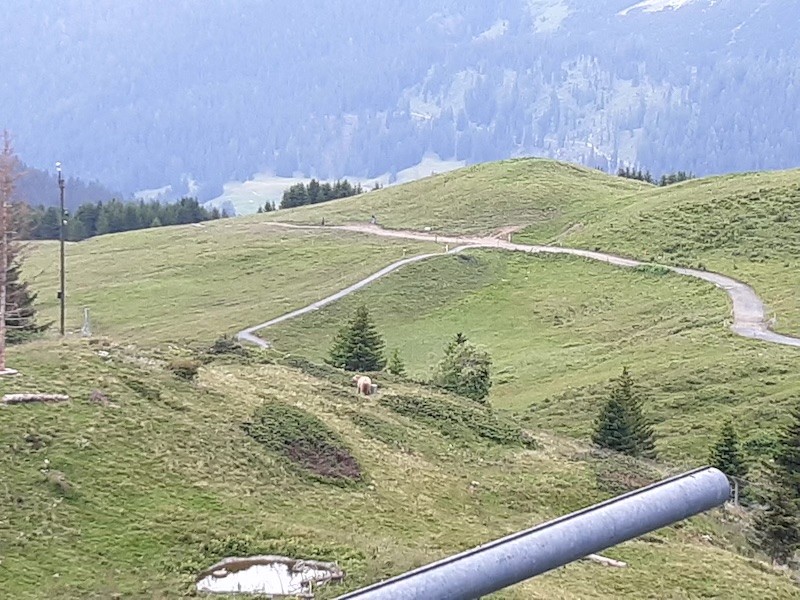 Sogar einer der Bären zeigte sich noch (auf dem Bild leider nur schwer zu erkennen)