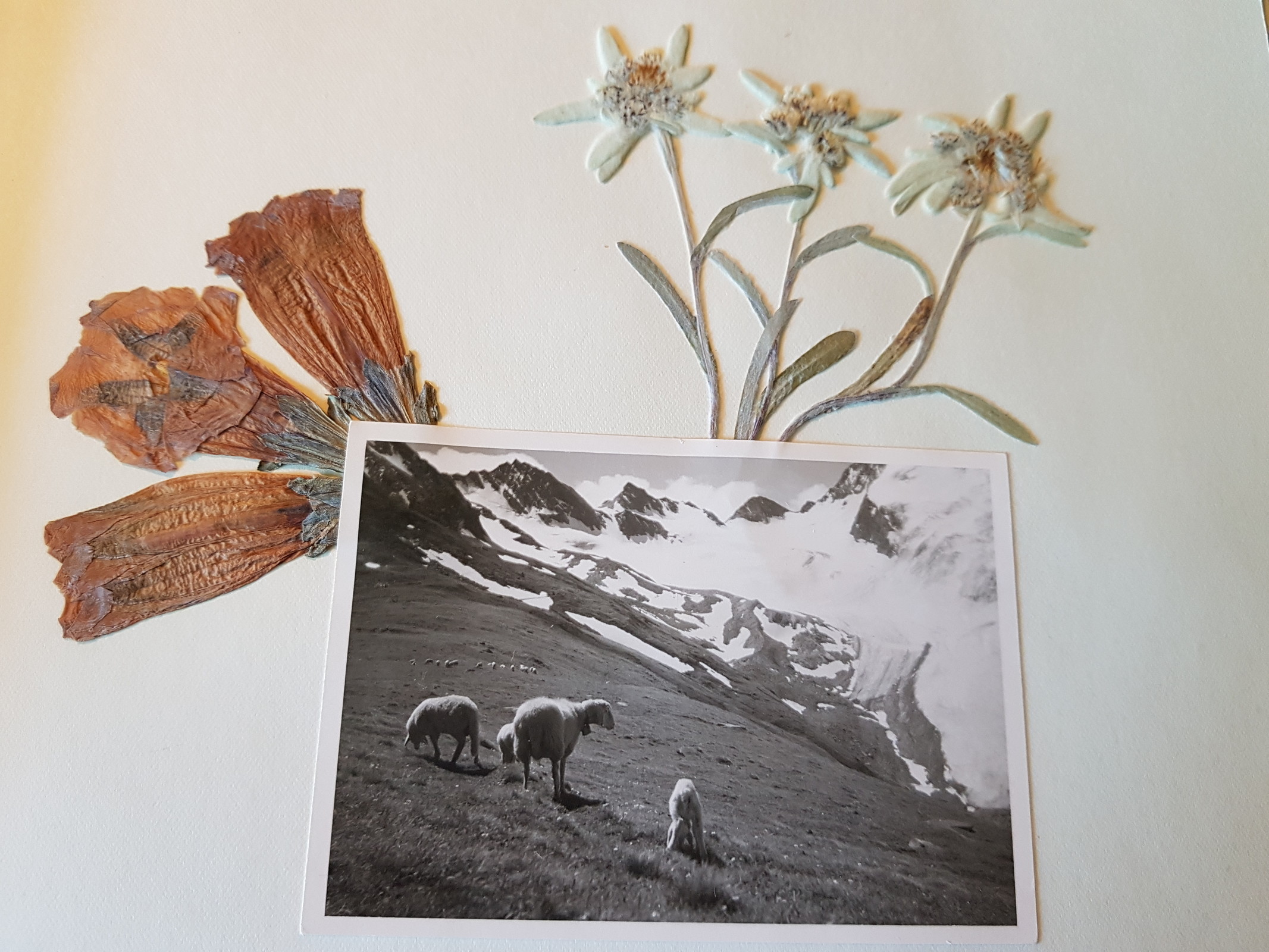 Auch wenn ich dieses Verhalten des "Einfach so Abpflückens" nicht unterstütze, so will ich den Blumen wenigstens eine letzte Ehre erweisen. Links der bekannte Enzian, rechts das begehrte Edelweiß. Ich bin gespannt, wann ich das erste selbst in der Natur finden werde :D
