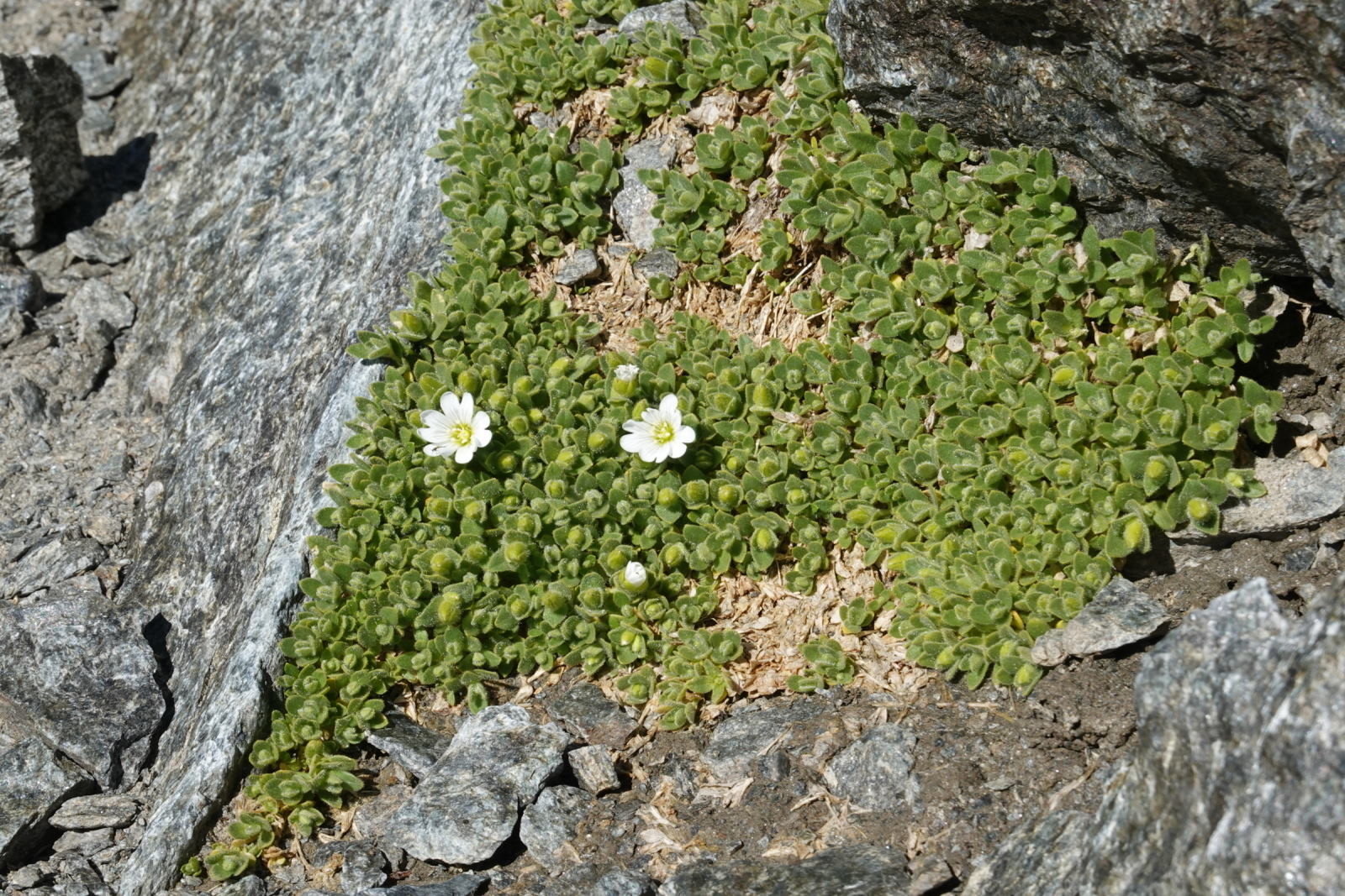 Blumen in 3350m Höhe