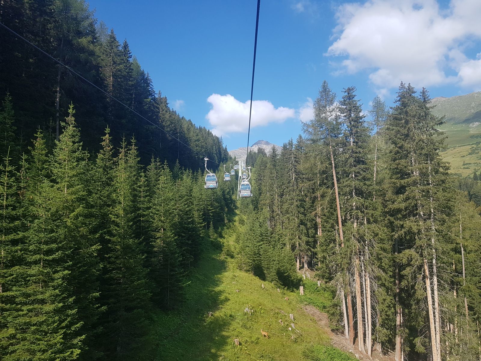 Nach dem Sunliner folgte die Komperdellbahn. Ein tolles Bild, wie ich finde. Oben sieht man schon unser heutiges Ziel, den Furgler, und unten streift gemütlich ein Rehbock umher :D