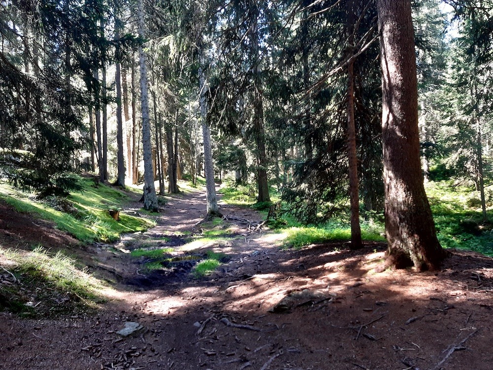 Zwischen der Passhöhe Lenzerheide und Parpan kann man ein kurzes Stück im Wald fahren.
