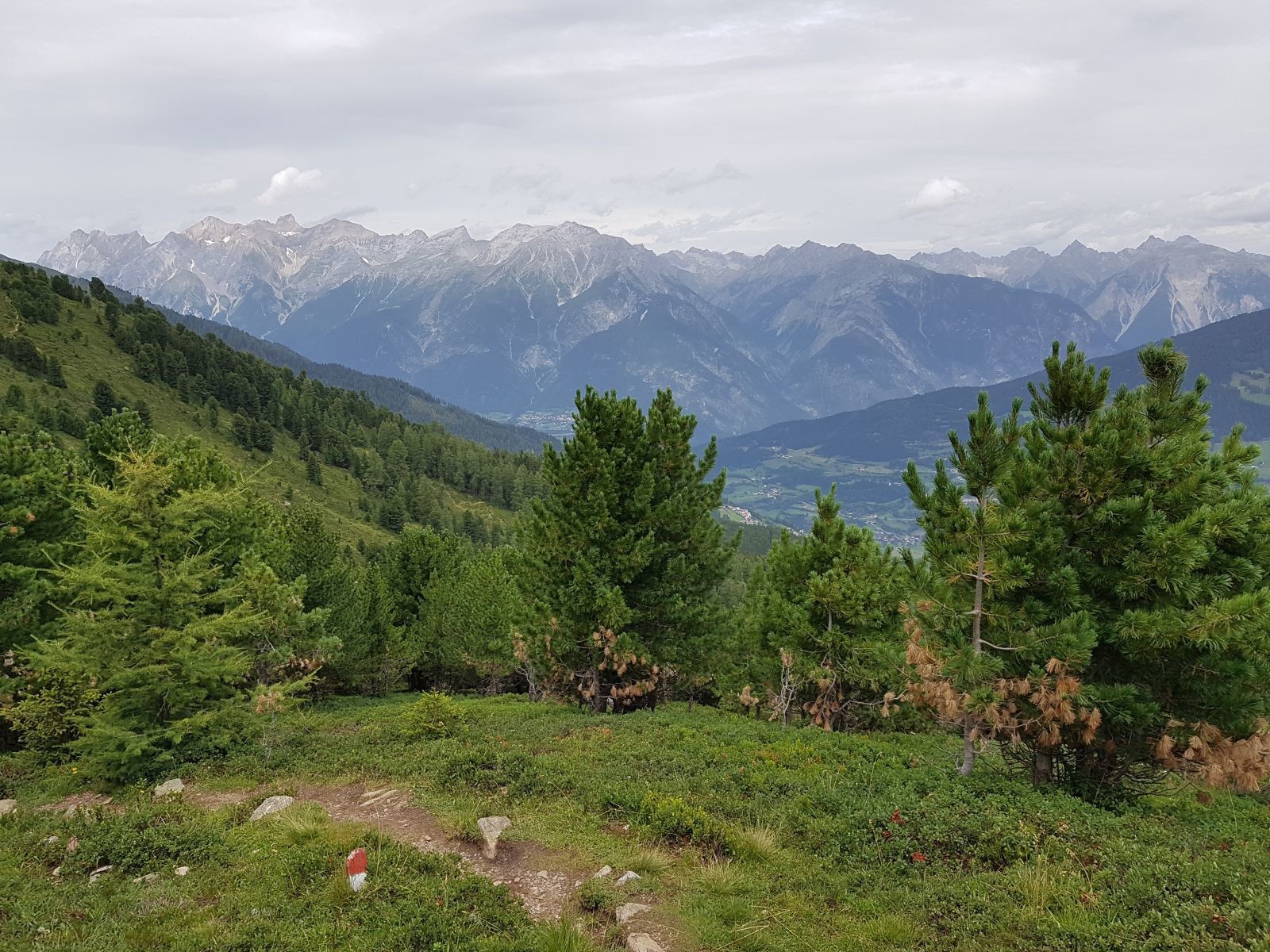 Der kleine Steig schlängelt sich durch einen schönen Zirben- und Lärchenwald.