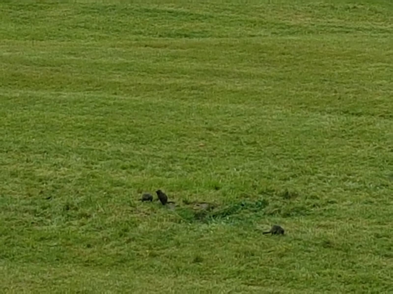 Hier nochmal ein Zoom. Diese 3 Murmeltiere hatten überhaupt keine Angst und ließen sich aus ca. 50 Metern Entfernung lange betrachten. Irgendwie hatte ich den Eindruck, es waren Jungtiere, da sie sehr klein und dunkel waren?