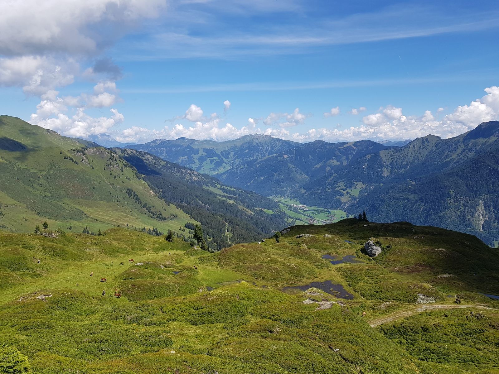 Pferde grasen gemütlich in der Seenlandschaft, und das direkt auf der Piste (H1). Ein Genuss hier hinten!