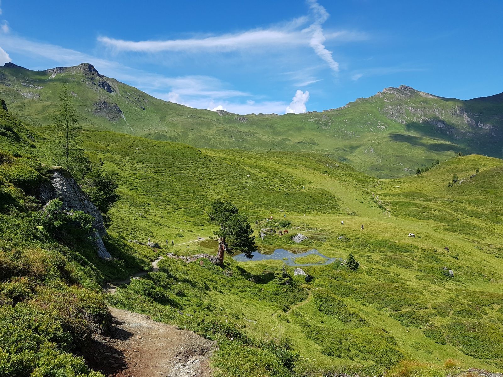 Und nun kommen die 2 alten Zirben in Sicht, die idyllisch am See liegen.