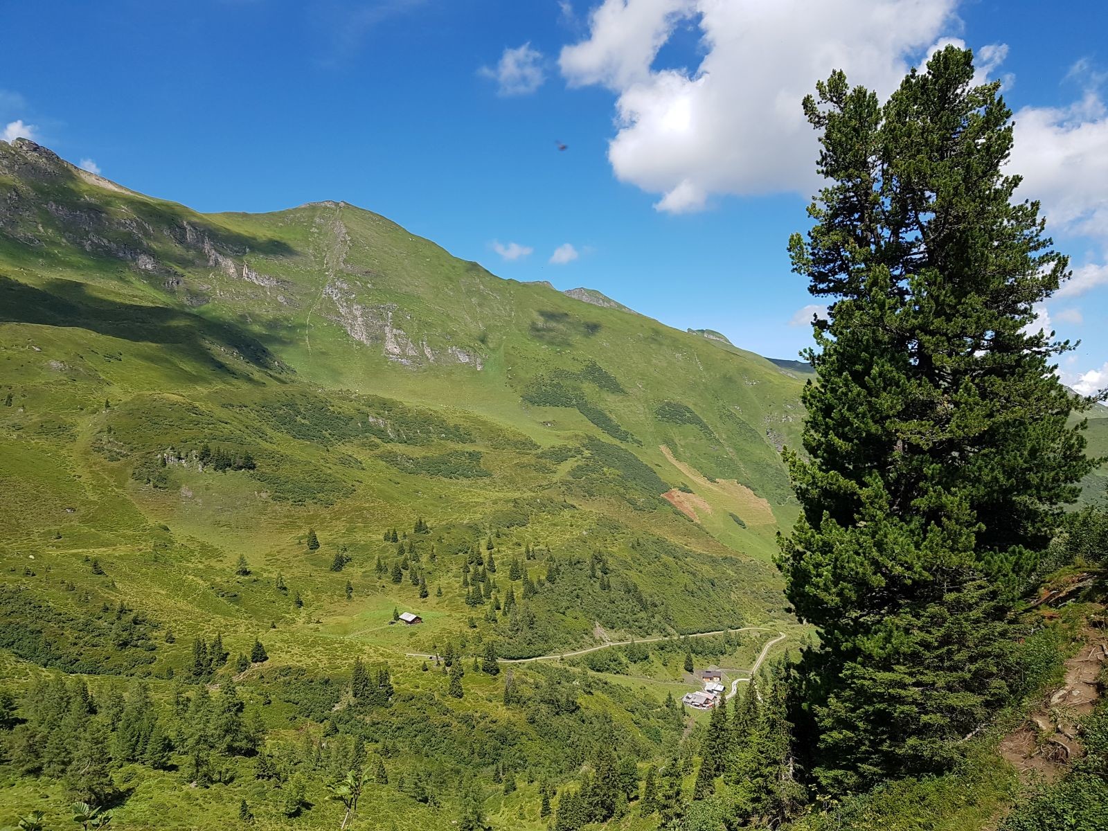 Beim steilen Abstieg zur Alm steht schon der nächste "Knotzen" direkt am Wegesrand. Der hat einen Durchmesser! Unten sieht man bereits die genannte Alm, wo wir nun einkehren werden.