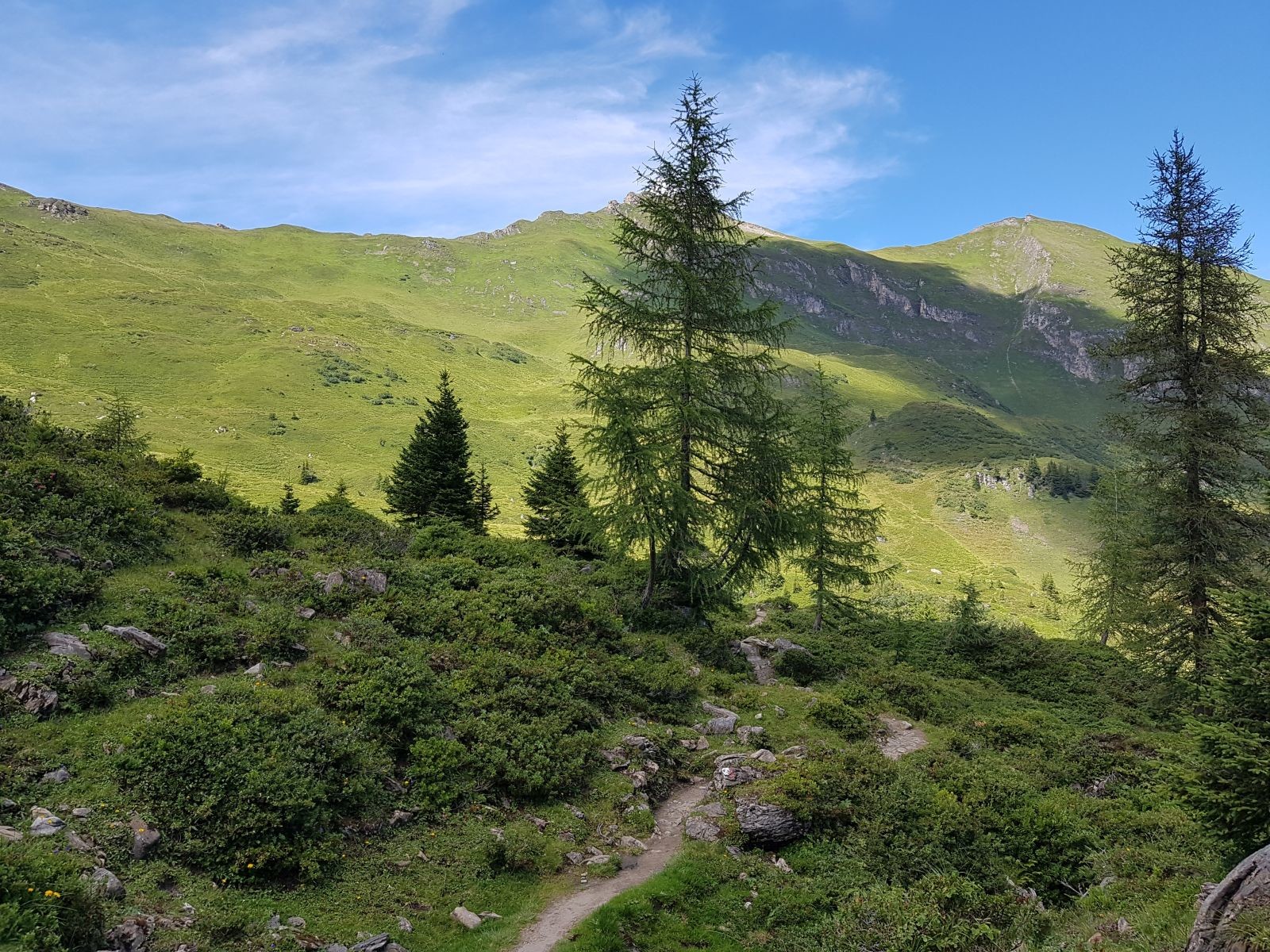 Der Steig verläuft gemütlich durch die Lärchen.