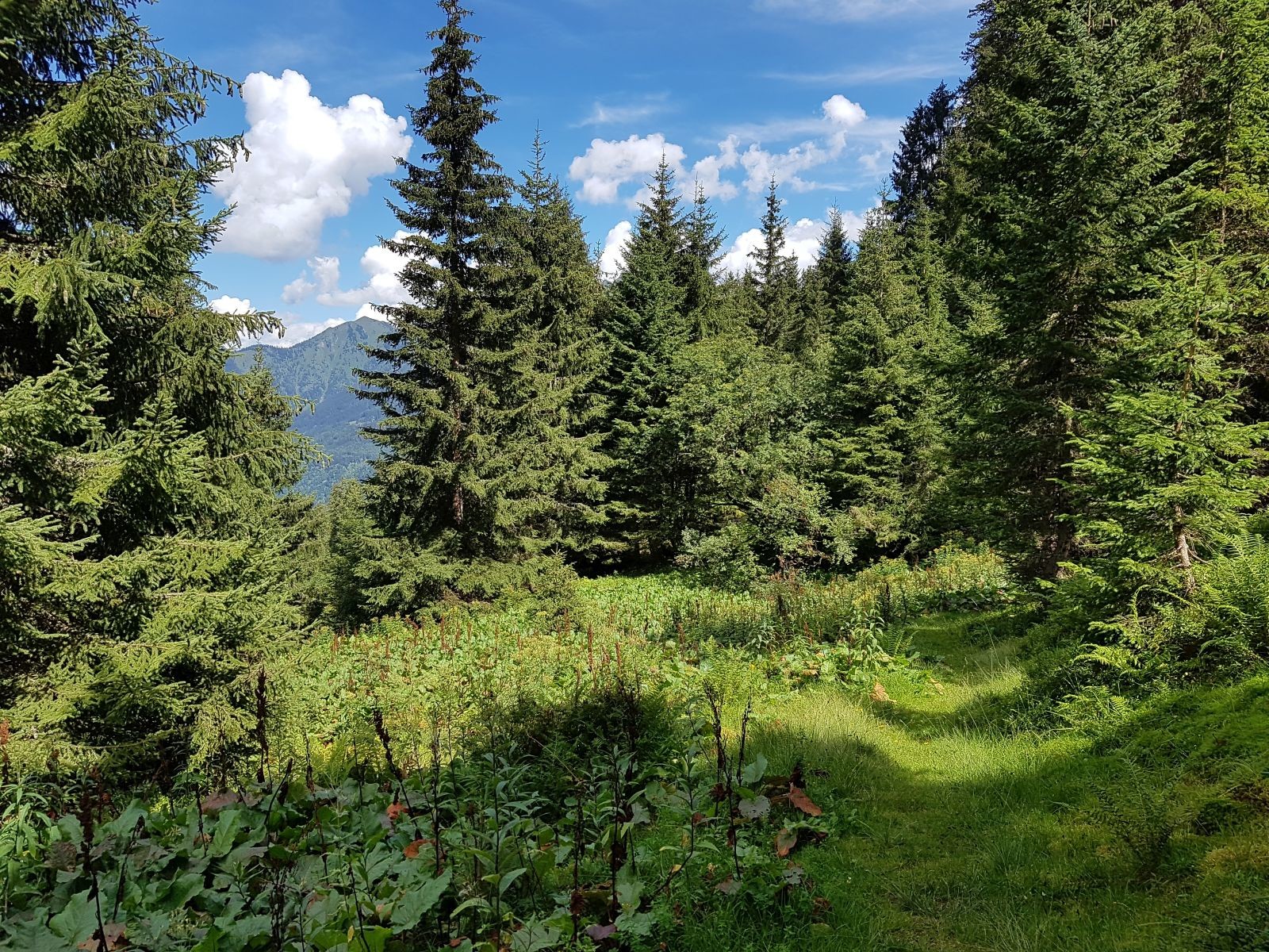 Der Pfad verläuft dort immer sehr schön, ist jedoch teilweise schlecht begehbar, da er nicht mehr gepflegt wird. (Baum im Weg, Bachüberquerung abgerutscht) Leider
