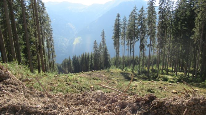 "Neue Piste" Blickrichtung Tal