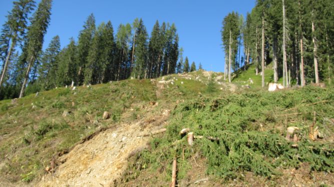 "Neue Piste" Blickrichtung Berg