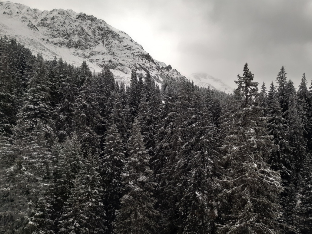 Der Wald sieht heute winterlich aus.