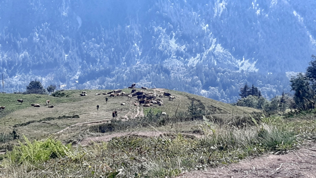 vorbei an der Sölleralpe und teils über Serpentienen rauf zum Grat. Teilweise war der Weg von Kühen belagert und man musste einen kleinen Umweg über die Wiese machen