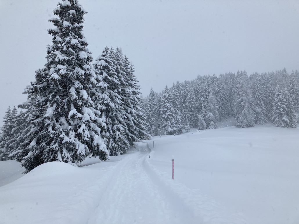Auf der freien Wiese rechts habe ich 63cm Neuschnee gemessen.