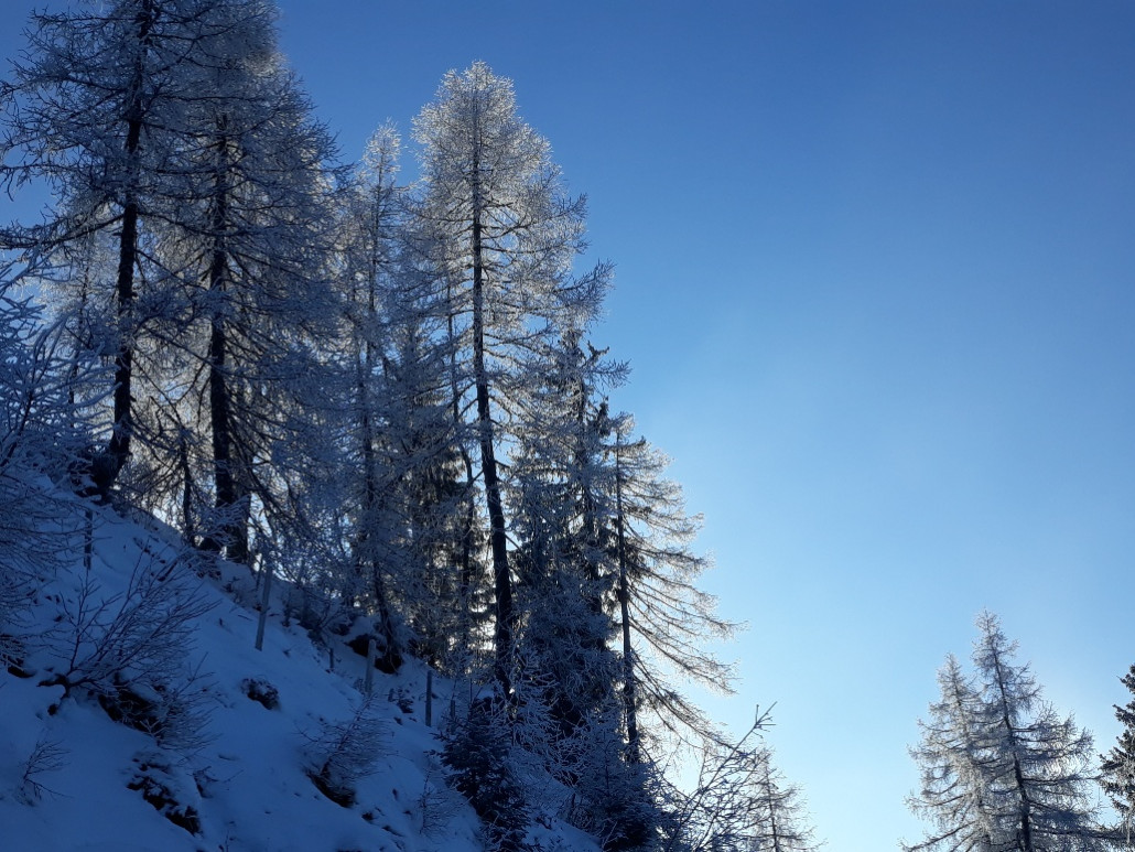 vom Hochnebel verzaubert