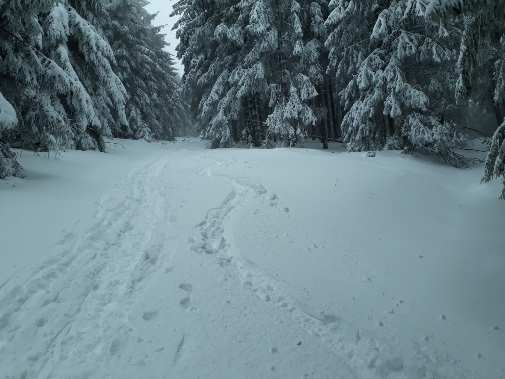 ehemalige Bobbahn, jetzt Waldweg