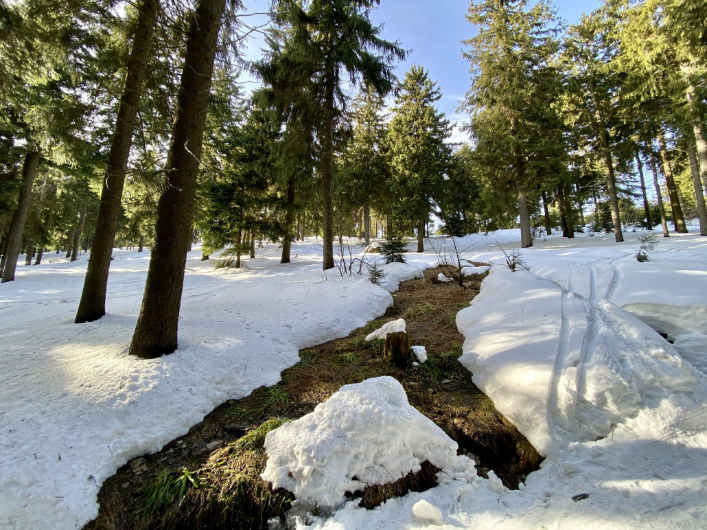 Schneehöhe hier auf über 1100m noch max. 50cm, derzeit würden sich noch ein paar Runs durch die Bäume ausgehen