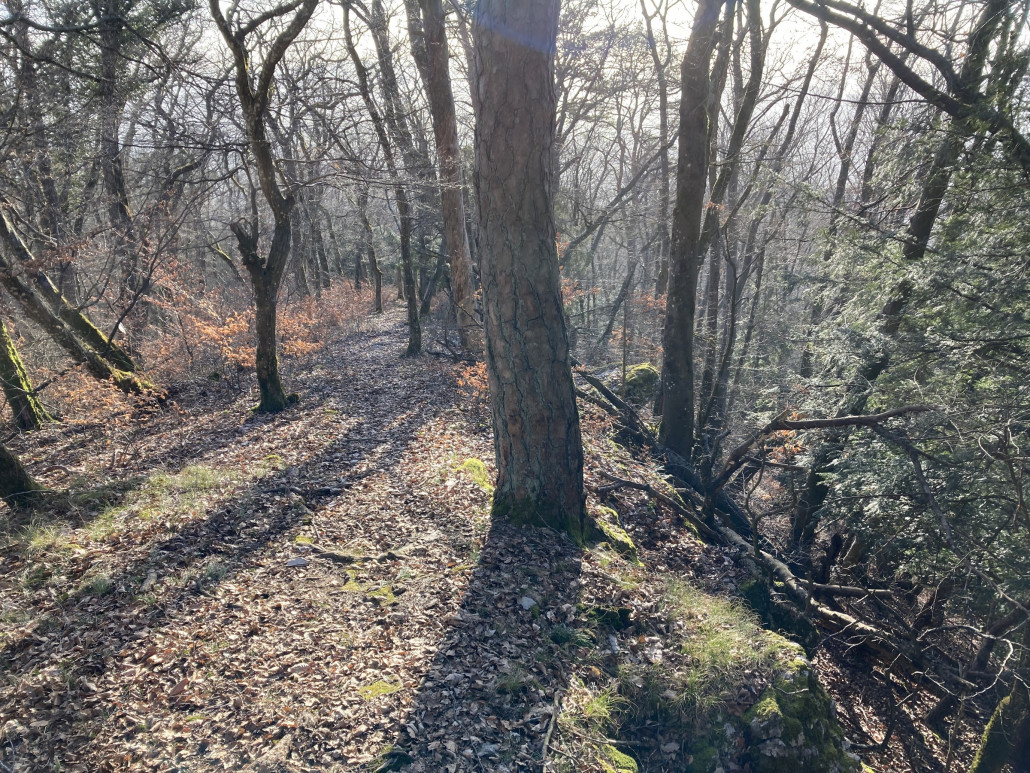Der hier ersichtliche Wegabschnitt ist relativ steil. Nach rechts unten wäre die Fallhöhe ziemlich hoch und felsig. Zudem ist der Weg für diese Region "verblockt" und mit vielen Wurzeln versehen.