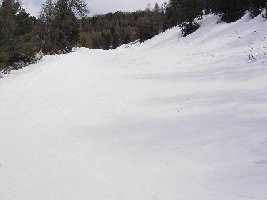 ...in den Wald hinein...