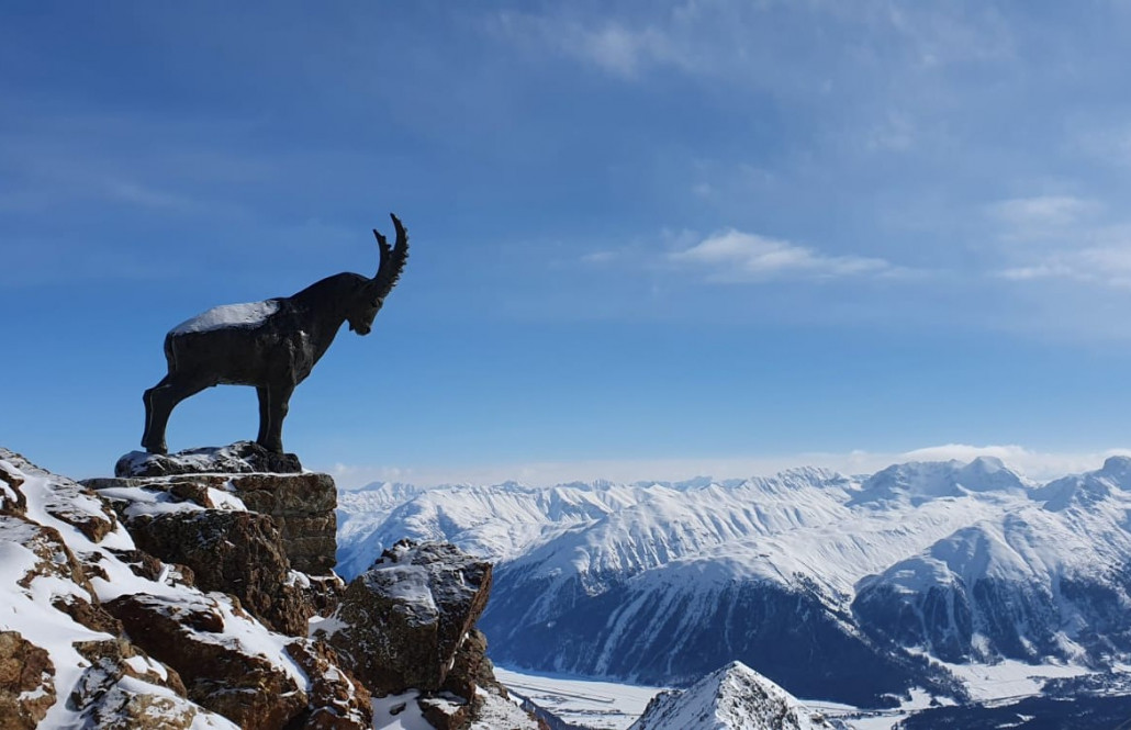 Steinbock am Piz Nair