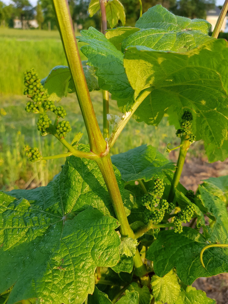 Wir werden mal richtige Weintrauben   :-)