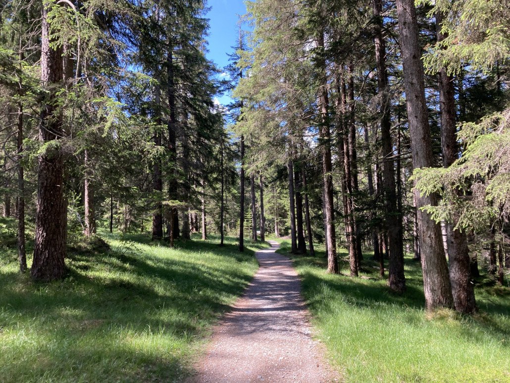 Typischer Wegabschnitt auf dieser Tour: eher schmal aber eben, im Wald, geringe Steigung