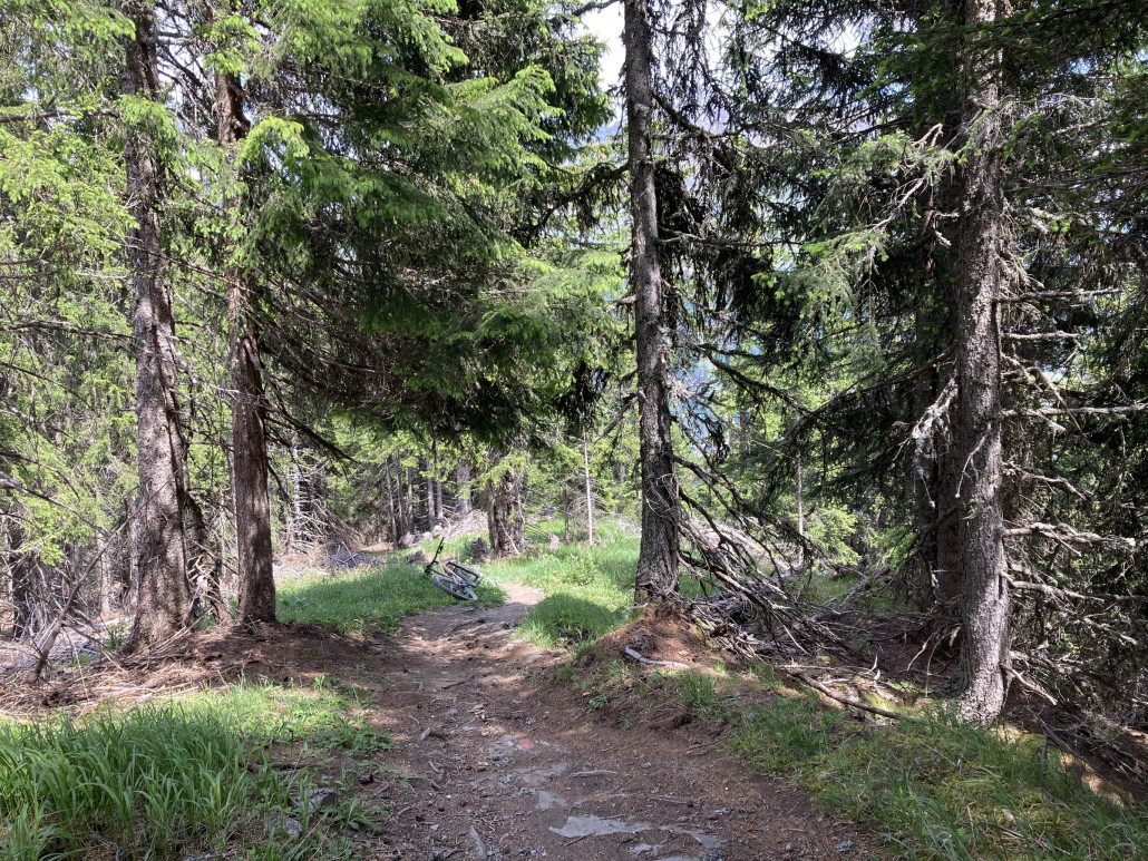 Nach einem ersten Trailabschnitt kommt man auf einen Weg, welcher im Winter als Trasse für die Piste 54 dient. Auf der Piste verbleibt man nur kurz, ehe man links auf einen schmalen Weg abzweigt. Ab dieser Stelle verläuft die Abfahrt komplett im Wald.