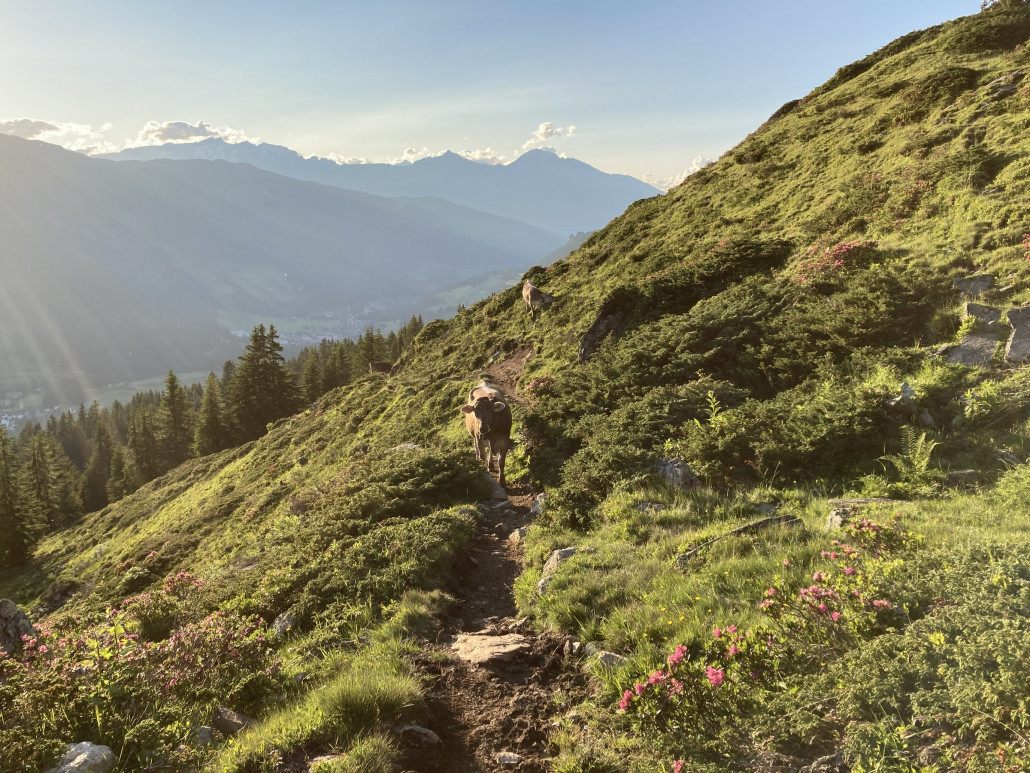Parpan One Way. Sehr viele Kühe unterwegs. Drei Mal stieg ich vom Bike und machte einen grosszügigen Bogen um die Tiere. Dabei waren Klettereinlagen notwendig. Der Weg ist aufgrund der Vierbeiner stark zertrampelt und löchrich. Biker und Kühe schenken sich bezüglich Wegzerstörung nicht viel...