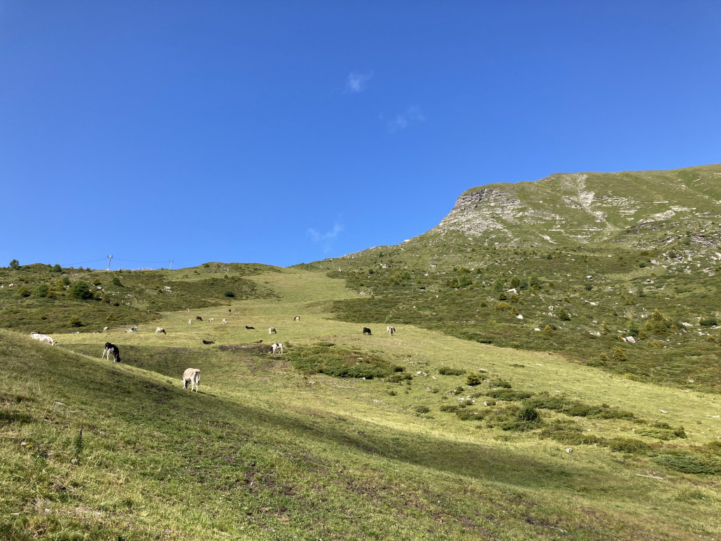 Die Kühe würden im Winter auf der roten Piste 51 stehen.