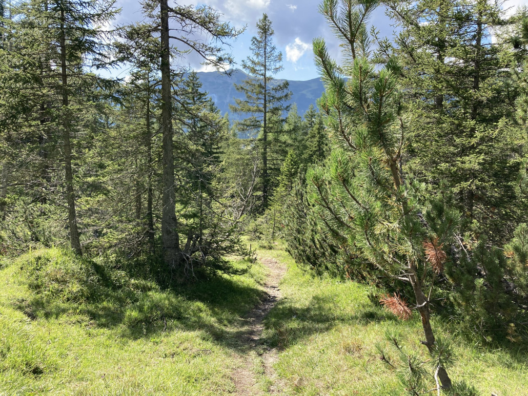 Kurz oberhalb des Dorfes entdeckte ich einen für mich neuen Weg. Fürs Bike aber wenig geeignet: sehr verwachsen, viel Gebüsch, eng. Aus meiner Sicht nicht sinnvoll, dort mit dem Fahrrad durchzufahren. Werde ich in Zukunft sein lassen.