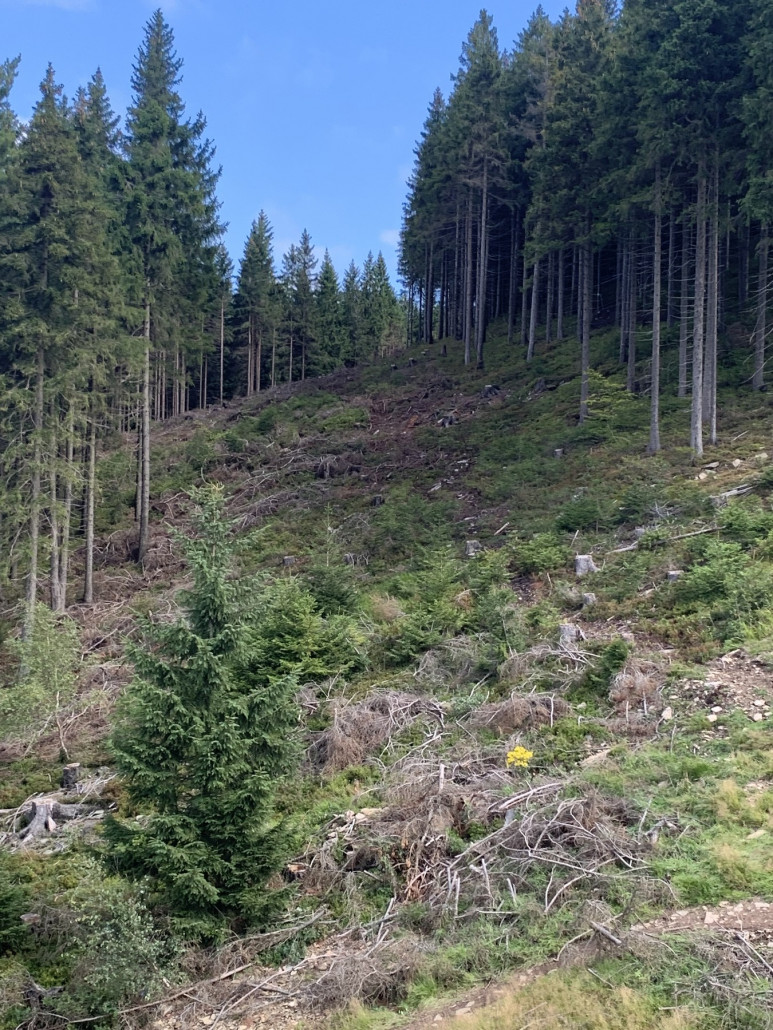Gefälle wird sicherlich sehrgut, oberhalb der Abfahrt verläuft die Dh2 (Endurostrecke)