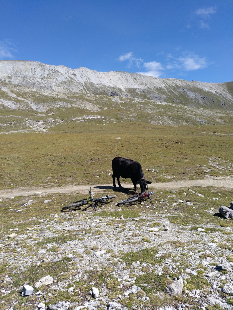 Die Kuh in Valbella hat sich auch für unsere Last interessiert :)