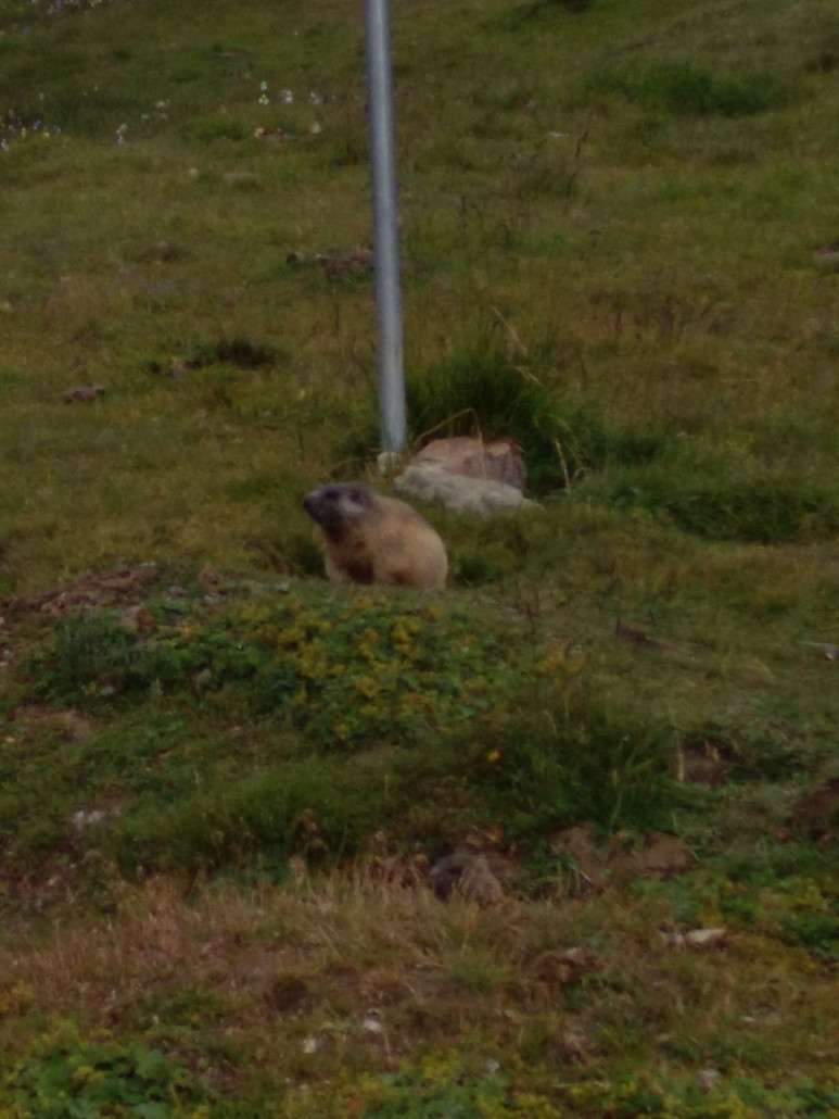 Die Murmeltiere haben uns mehr oder weniger ignoriert