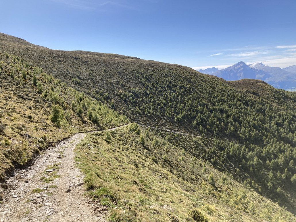Oben ist der Lärchenbestand noch licht, unten wird er dichter. Die jungen Lärchen bekommen schon einen leichten Gelbstich.