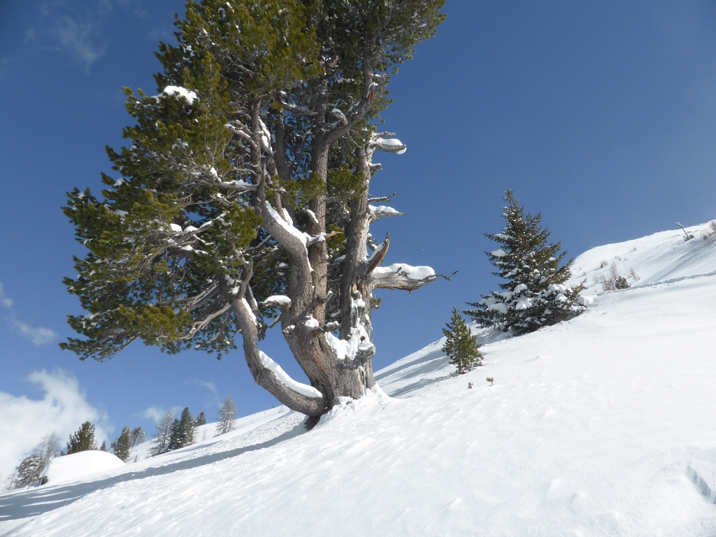 die Natur ist einfach ein wunderbarer Architekt